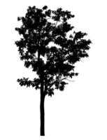 Realistic tree silhouette isolated on transparent background with clipping path and alpha channel png