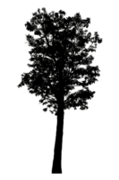 Realistic tree silhouette isolated on transparent background with clipping path and alpha channel png