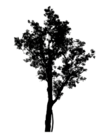 Realistic tree silhouette isolated on transparent background with clipping path and alpha channel png