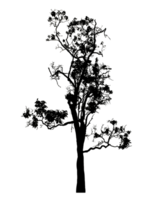 Realistic tree silhouette isolated on transparent background with clipping path and alpha channel png