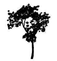 Realistic tree silhouette isolated on transparent background with clipping path and alpha channel png