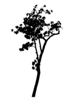 Realistic tree silhouette isolated on transparent background with clipping path and alpha channel png