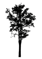 Realistic tree silhouette isolated on transparent background with clipping path and alpha channel png