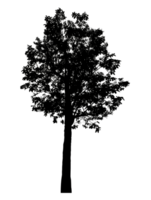 Realistic tree silhouette isolated on transparent background with clipping path and alpha channel png