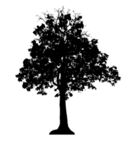 Realistic tree silhouette isolated on transparent background with clipping path and alpha channel png