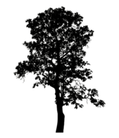 Realistic tree silhouette isolated on transparent background with clipping path and alpha channel png