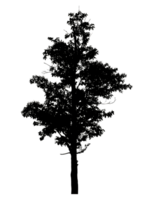 Realistic tree silhouette isolated on transparent background with clipping path and alpha channel png