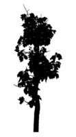 Realistic tree silhouette isolated on transparent background with clipping path and alpha channel png