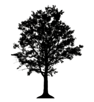 Realistic tree silhouette isolated on transparent background with clipping path and alpha channel png
