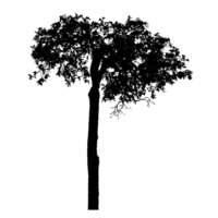 Realistic tree silhouette isolated on transparent background with clipping path and alpha channel png