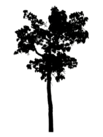 Realistic tree silhouette isolated on transparent background with clipping path and alpha channel png