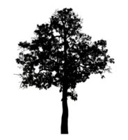 Realistic tree silhouette isolated on transparent background with clipping path and alpha channel png