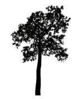 Realistic tree silhouette isolated on transparent background with clipping path and alpha channel png