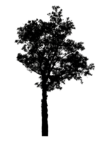 Realistic tree silhouette isolated on transparent background with clipping path and alpha channel png