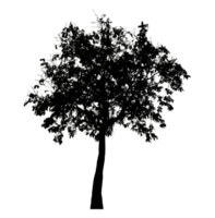Realistic tree silhouette isolated on transparent background with clipping path and alpha channel png