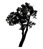 Realistic tree silhouette isolated on transparent background with clipping path and alpha channel png