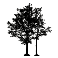 Realistic tree silhouette isolated on transparent background with clipping path and alpha channel png