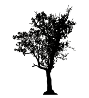 Realistic tree silhouette isolated on transparent background with clipping path and alpha channel png