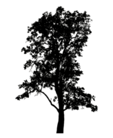 Realistic tree silhouette isolated on transparent background with clipping path and alpha channel png