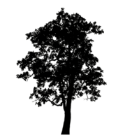 Realistic tree silhouette isolated on transparent background with clipping path and alpha channel png