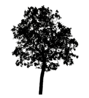 Realistic tree silhouette isolated on transparent background with clipping path and alpha channel png
