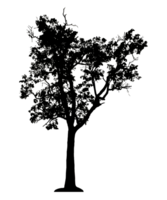 Realistic tree silhouette isolated on transparent background with clipping path and alpha channel png