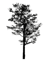 Realistic tree silhouette isolated on transparent background with clipping path and alpha channel png