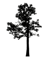 Realistic tree silhouette isolated on transparent background with clipping path and alpha channel png