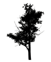 Realistic tree silhouette isolated on transparent background with clipping path and alpha channel png