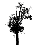 Realistic tree silhouette isolated on transparent background with clipping path and alpha channel png