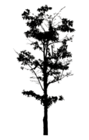 Realistic tree silhouette isolated on transparent background with clipping path and alpha channel png