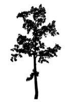 Realistic tree silhouette isolated on transparent background with clipping path and alpha channel png