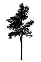 Realistic tree silhouette isolated on transparent background with clipping path and alpha channel png