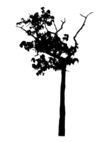 Realistic tree silhouette isolated on transparent background with clipping path and alpha channel png