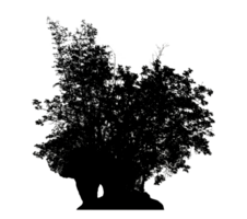Realistic tree silhouette isolated on transparent background with clipping path and alpha channel png