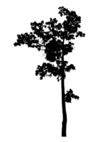 Realistic tree silhouette isolated on transparent background with clipping path and alpha channel png