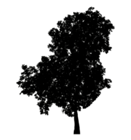 Realistic tree silhouette isolated on transparent background with clipping path and alpha channel png