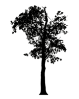 Realistic tree silhouette isolated on transparent background with clipping path and alpha channel png