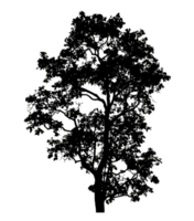 Realistic tree silhouette isolated on transparent background with clipping path and alpha channel png