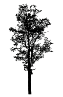 Realistic tree silhouette isolated on transparent background with clipping path and alpha channel png