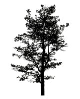 Realistic tree silhouette isolated on transparent background with clipping path and alpha channel png