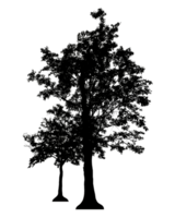 Realistic tree silhouette isolated on transparent background with clipping path and alpha channel png
