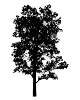 Realistic tree silhouette isolated on transparent background with clipping path and alpha channel png