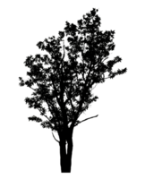 Realistic tree silhouette isolated on transparent background with clipping path and alpha channel png
