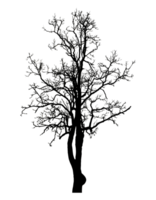Realistic tree silhouette isolated on transparent background with clipping path and alpha channel png