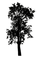 Realistic tree silhouette isolated on transparent background with clipping path and alpha channel png
