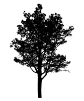 Realistic tree silhouette isolated on transparent background with clipping path and alpha channel png