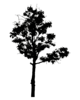 Realistic tree silhouette isolated on transparent background with clipping path and alpha channel png
