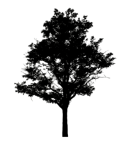 Realistic tree silhouette isolated on transparent background with clipping path and alpha channel png