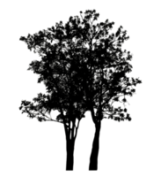 Realistic tree silhouette isolated on transparent background with clipping path and alpha channel png